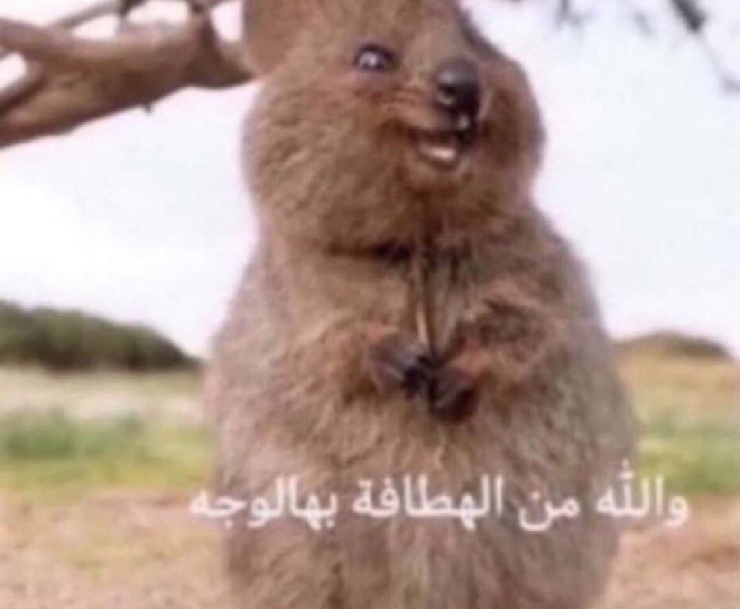 iHalfSTAR's tweet photo. @AL7Bval https://t.co/H8ykGOkoqr