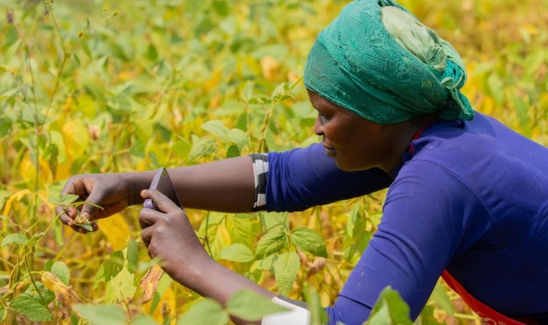 afaasinfo's tweet photo. Access to knowledge, inputs, and markets is transforming farming and securing family futures in Rwanda. Explore these stories of resilience and impact on the AFAAS Africa website.
Read more about these impact stories 👉🏼 https://t.co/56VFzZ9MnW
#AFAAS #AGRA https://t.co/buK5k5mLEw