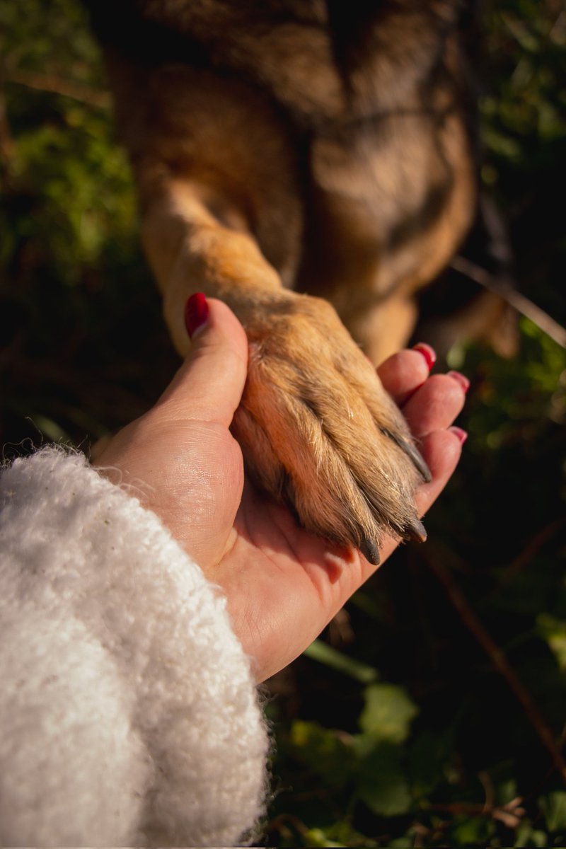 DzabKepa's tweet photo. ROBS MEKLĒ MĀJAS 💜🐶
Pasaulē mīļākais suns. Es. Robs. 3 gadiņus jau Ķepās.. Es esmu tik mīļš, mīļš, mīļš. Man kaķi nepatīk.. Nu un? Ar citiem suņiem iespējams draudzēšos. Bet cilvēks man kā redzat ir viss 💜
Dz. 18.03.2018.,
MČ 948000000035828
📞 29678601
#ķepuķepā https://t.co/Pr4SoJX7Qk