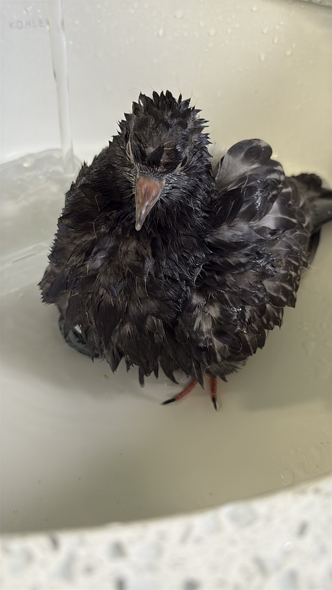 firestormvol2's tweet photo. we like baths now https://t.co/MG0Sn9NDoo