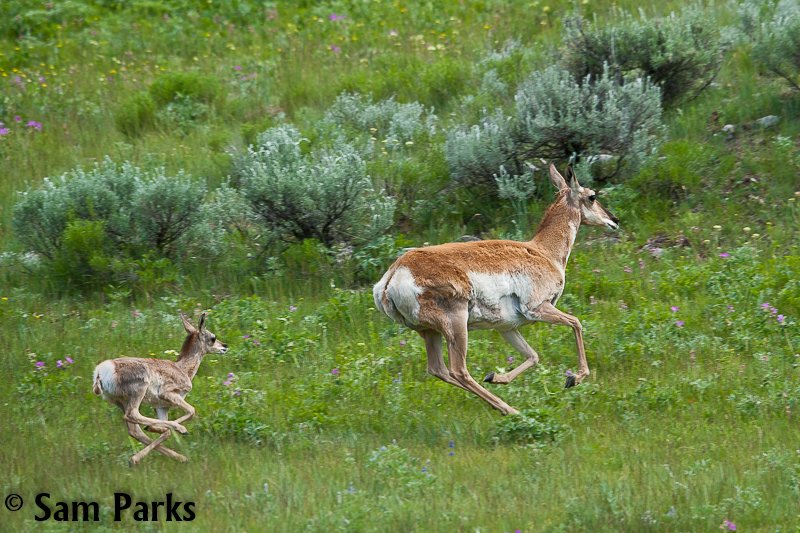 WildernessWatch's tweet photo. It is THIS time of the year across the National Wilderness Preservation System! https://t.co/fY6bXmk1Lf