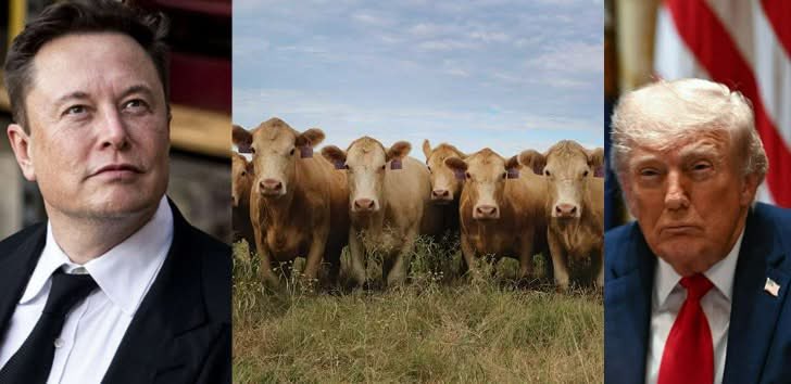 OccupyDemocrats's tweet photo. BREAKING: DOGE DISASTER! Huge outbreak of deadly flesh-eating parasites erupts in Texas cattle thanks to Trump and Elon’s DOGE cuts!

Eradicated from the U.S. for a half-century, a dangerous flesh-eating parasite known as the New World screwworm is back, thanks in part to the Trump administration’s tariff squabbles with Mexico and foreign aid cuts.  

Detected in a Texas calf near the Mexican border, the discovery is triggering serious fears for the American cattle industry and already sky-high beef prices.

The parasite’s larvae burrow into living tissue of livestock (and occasionally pets or humans), causing severe damage and potential death if untreated. This marks the first confirmed case in Texas since 1966.

Secretary of Agriculture Brooke Rollins says they’ve deployed teams, started quarantines, and are releasing sterile flies, but the Texas Agriculture Commissioner Sid Miller ripped the federal response as too slow and ineffective. 

He’s now calling on Trump to “throw every available federal resource” at the problem before it becomes a full-blown disaster.
The outbreak comes at the worst possible time. 

The U.S. cattle herd is already at its lowest level in 75 years, and beef prices are through the roof. A wider infestation could cost the industry billions and hammer American families at the grocery store.

Critics point directly at Trump administration policies that likely worsened the situation. First, ongoing trade disputes and tariff threats with Mexico have slowed joint eradication efforts. 

Elon Musk's DOGE dismantling of USAID has seriously hampered regional efforts to stop the parasite’s northward march through Central America and Mexico.

And finally, the administration’s dismissive approach to climate change, even as warming temperatures expand the areas where this pest can thrive.

Once again, Trump’s incoherent “America First” agenda of trade wars, aid slashing, and science denial is coming back to bite American agriculture and consumers in the wallet.

MAGA gets its jollies by “owning the libs” by cutting funding for policies that protect the country against the outbreak of disease, but right now a literal flesh-eating parasite is showing up on our southern border and now we are much less prepared to handle it.

If this latest Trump-era disaster has you furious about rising costs and incompetent governance, like and share!