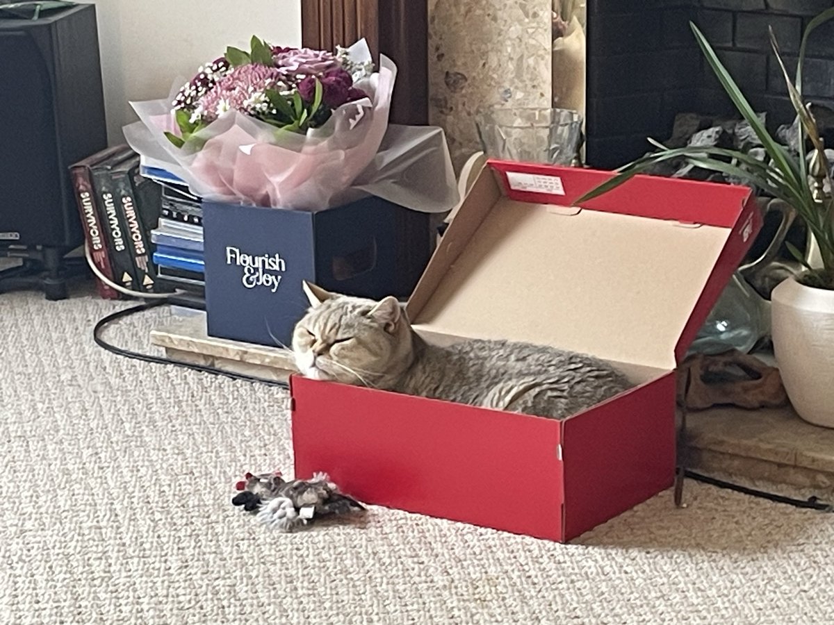 FelinesqueVogue's tweet photo. Sweet Furiends - it’s Thursday, nearly the weekend and I’ve got a box! Winner! Love Vo X https://t.co/ROrYcpgcGG