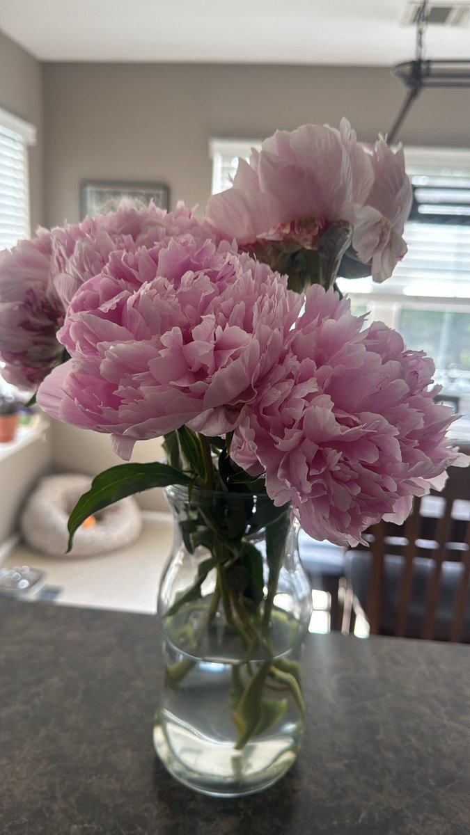 hammlittle's tweet photo. peony season 💕 https://t.co/fdEeH2c7cZ