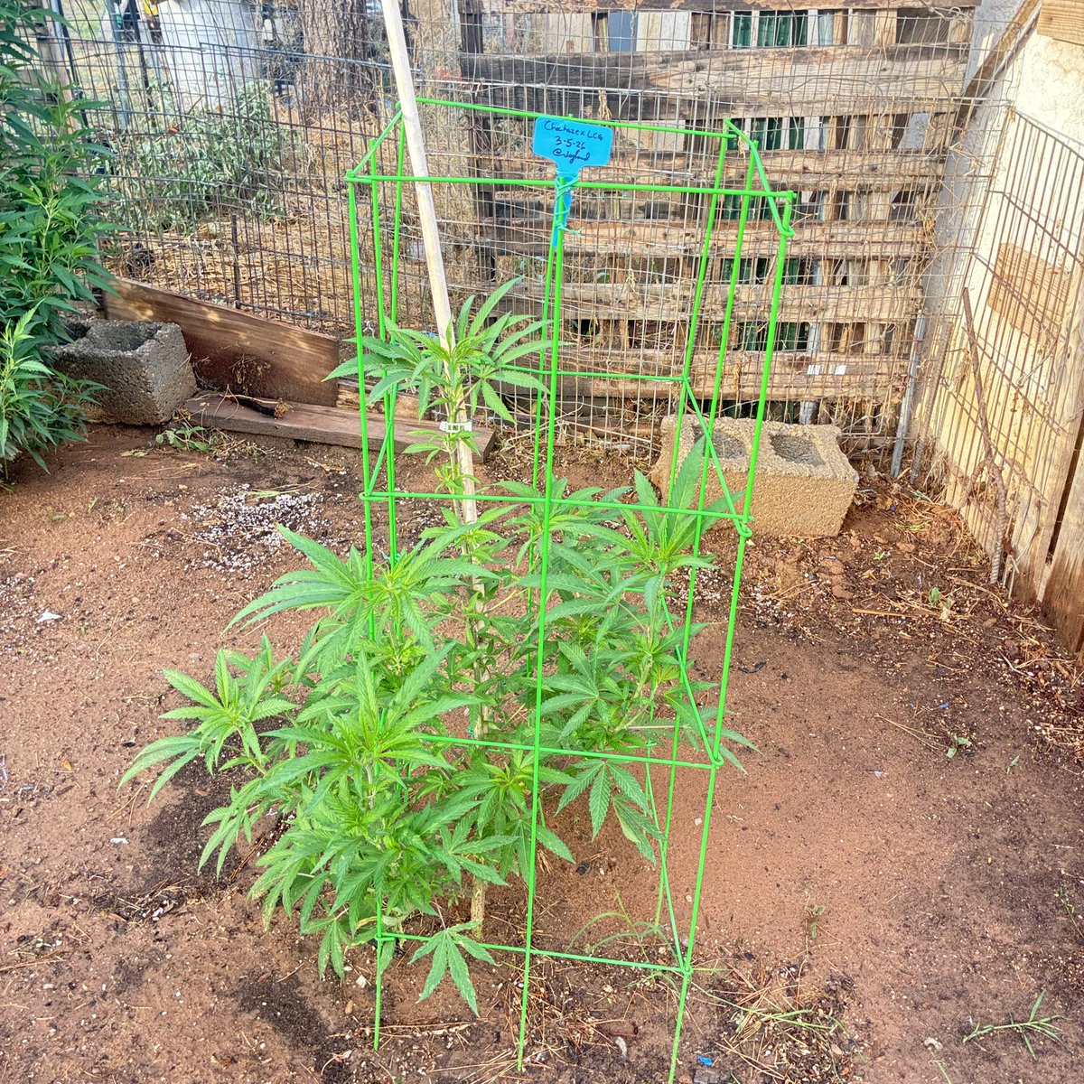 janjanborrego's tweet photo. Choc Haze X Lemon Cherry Gelato. 
Seeds from @VegHand 
This strain curls my toes 
She’s up there with Black Alaska Purple and the Malana cross https://t.co/OkZX66T12f