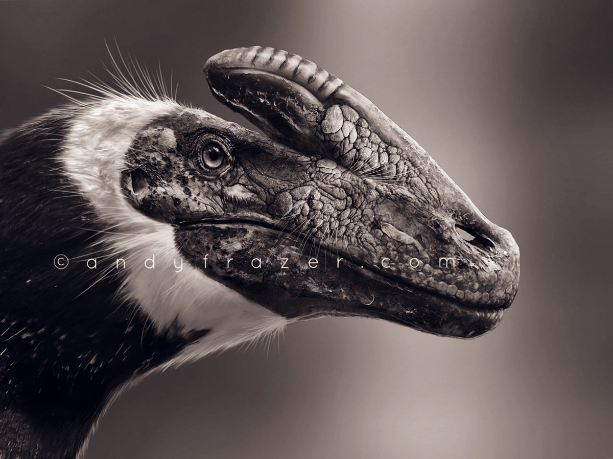 DragonsofWales's tweet photo. Guanlong wucaii. Portrait of the proceratosaurid tyrannosauroid… which is easier to type than to say! https://t.co/J5RAiNg69c