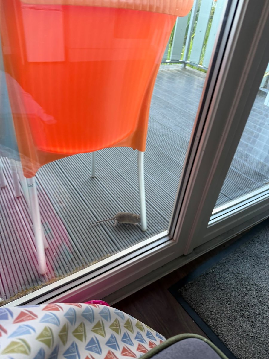 cradcliffe1991's tweet photo. @Butlins We saved up for a family holiday. This is what we got.
Rats on our decking (we have photos). Chalet so dirty we had to clean it ourselves. 1hr+ just to get into a live chat queue with guest services.
🧵 1/2 https://t.co/56eacZE9uI