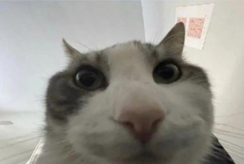 soap_cool's tweet photo. @Ryotastream Doora.
Big dragon born
Acts like a dumb cat
Shonen protagonist energy.
Can't roll a dice to save his life
Has beef with his warlock god
Wants beef with God of War
Also a Paladin for him
bro almost Die to robot gnomes
Likes doodles
Gym bro with lizard man

Supports enslaving dogs https://t.co/W83KQoAQkj