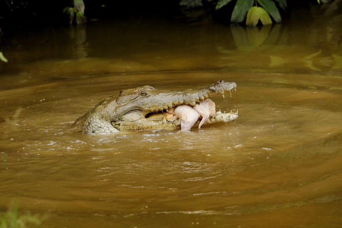 ELTIEMPO's tweet photo. 🐊Hoy inició el proceso de alimentación complementaria para los caimanes que se encuentran en el Parque Agroecológico Merecure, en articulación con autoridades ambientales, organizaciones aliadas y las entidades vinculadas al Programa de Conservación del Caimán Llanero.

📸Crédito: Minambiente