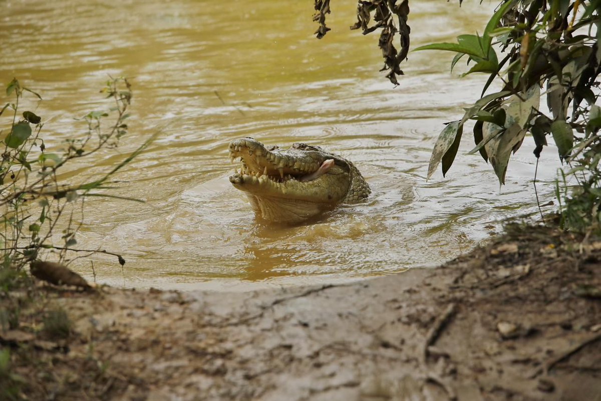 ELTIEMPO's tweet photo. 🐊Hoy inició el proceso de alimentación complementaria para los caimanes que se encuentran en el Parque Agroecológico Merecure, en articulación con autoridades ambientales, organizaciones aliadas y las entidades vinculadas al Programa de Conservación del Caimán Llanero.

📸Crédito: Minambiente