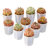 thillon25's tweet photo. Transform your work desk with just 2 small tweaks: a fresh potted succulent and a cute cable organizer—so much calm, focus, and no more messy wires!  #DeskSetup #WorkFromHome https://t.co/wNMROdp2fN