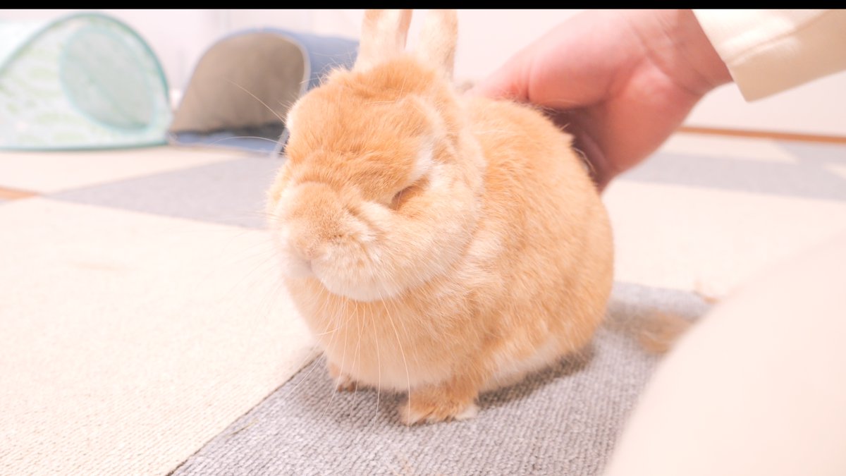 Mugi_Mimi_'s tweet photo. 毛繕い中は目を閉じます https://t.co/5YlRObLXX7