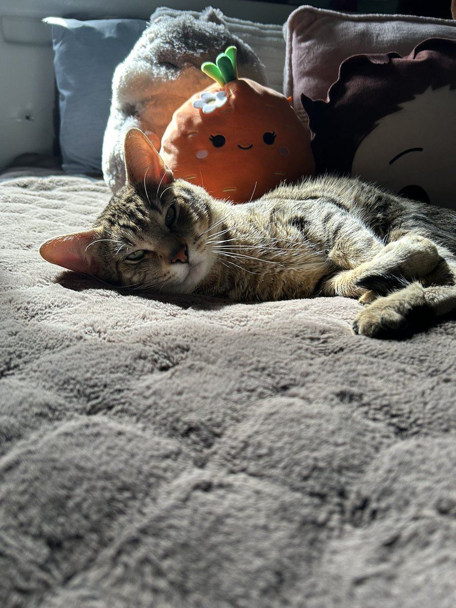 remmioli's tweet photo. tf he being so precious for https://t.co/eOonFiN8ex