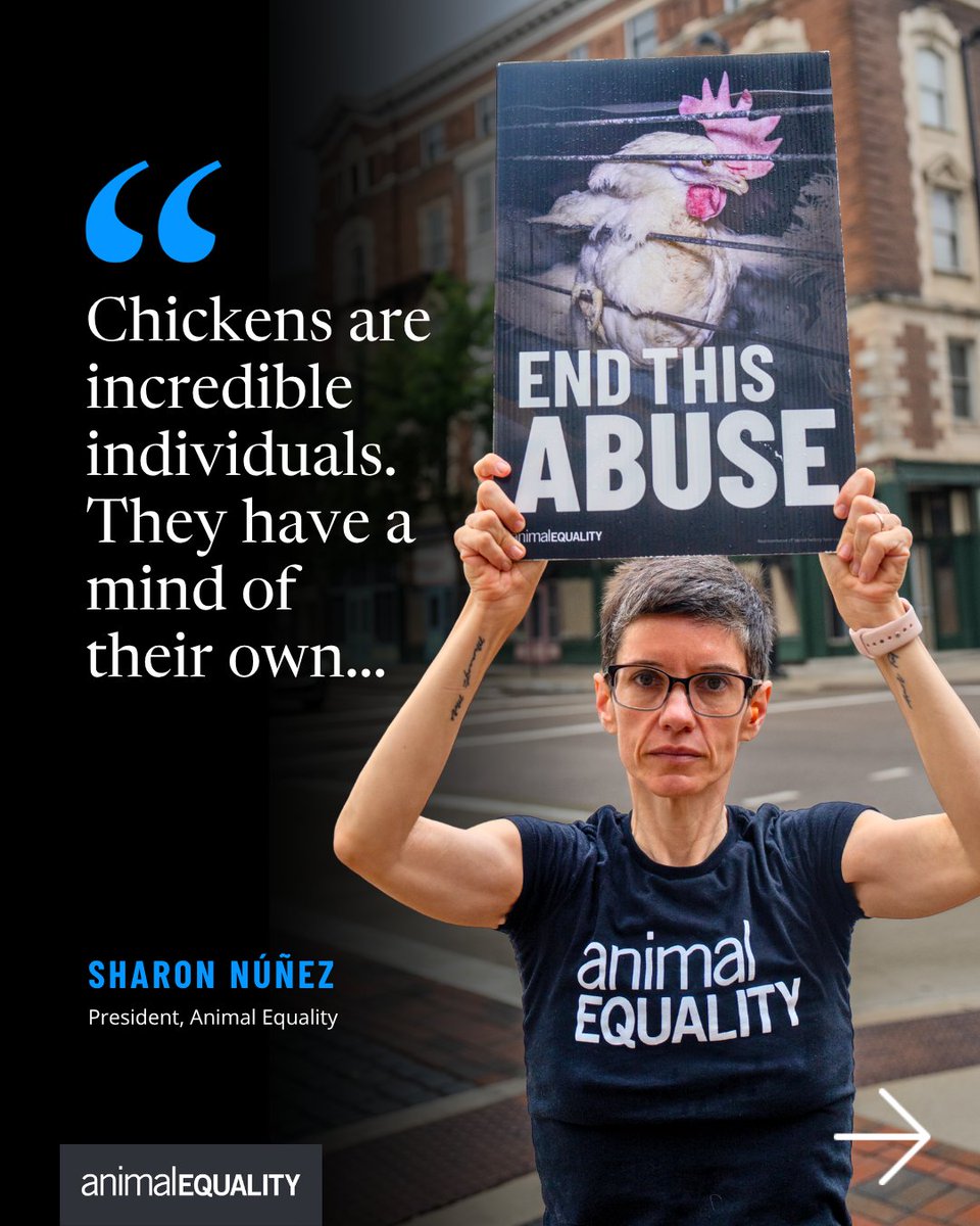 AnimalEquality's tweet photo. Millions of hens are trapped in battery cages right now, too small to stretch their wings, too cramped to move. This is standard practice in the egg industry. Cage-free is progress, even if there’s more work to do 📣 https://t.co/6f4bWz5lok