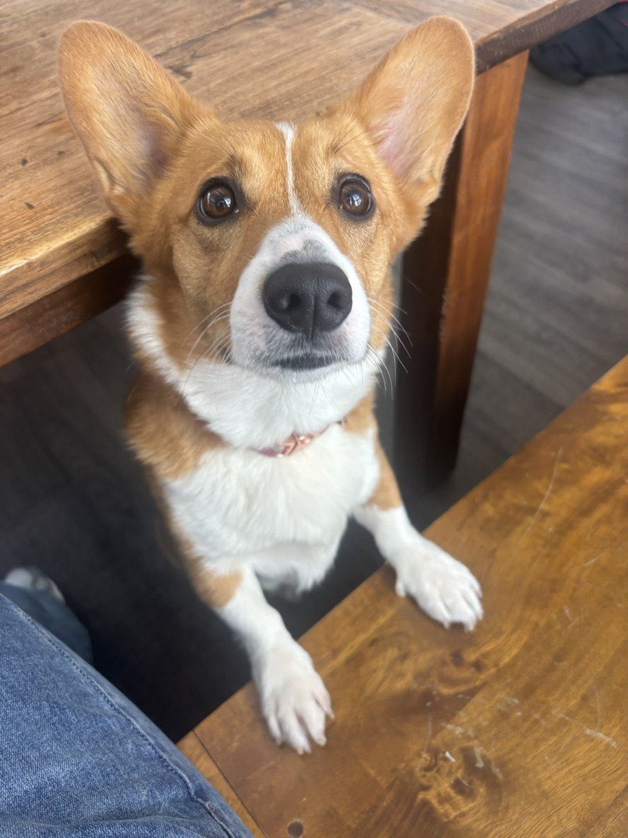 lauradang0's tweet photo. the dog: thriving

the company: also thriving

truly a great era to be a Corgi https://t.co/3EtB3Acj6i