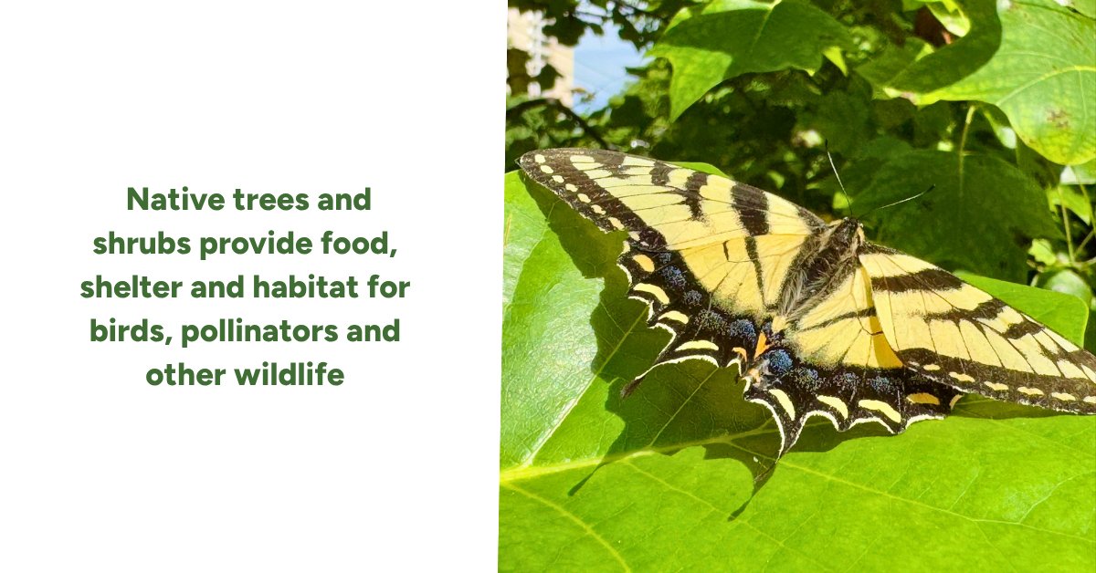 leaf's tweet photo. Backyards play an important role in supporting local biodiversity. 🐦🦋 Native trees and shrubs provide food, shelter and habitat for birds, pollinators and other wildlife in urban and suburban spaces. https://t.co/1jwBRpRf9n