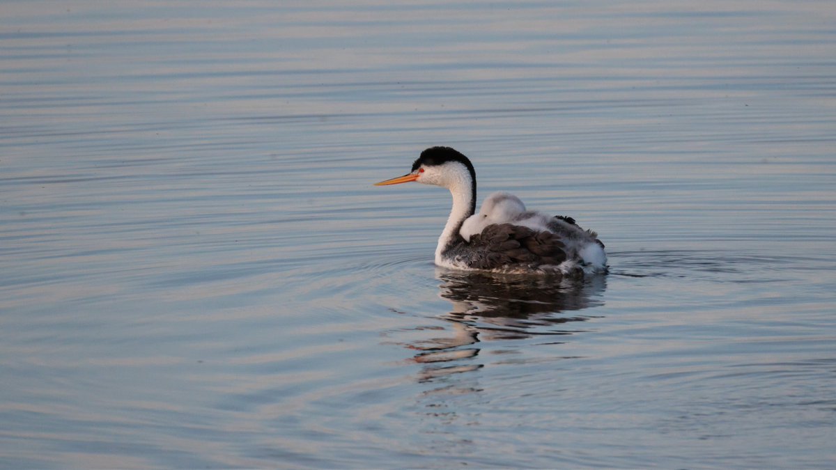 SceneKidSanta's tweet photo. clark's grebe giving a teenage grebelet a piggyback ride https://t.co/2t1TKKjPs2