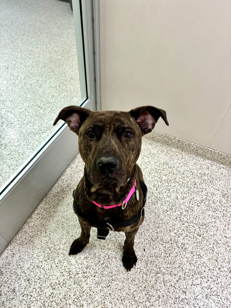 ASPCA tweet media