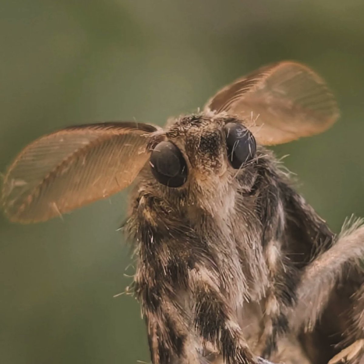 DiaboIicAngel's tweet photo. For #BugDay or Mushi no Hi, I want to share some of my favorite insect photos I've taken! https://t.co/HLtydfFvNS