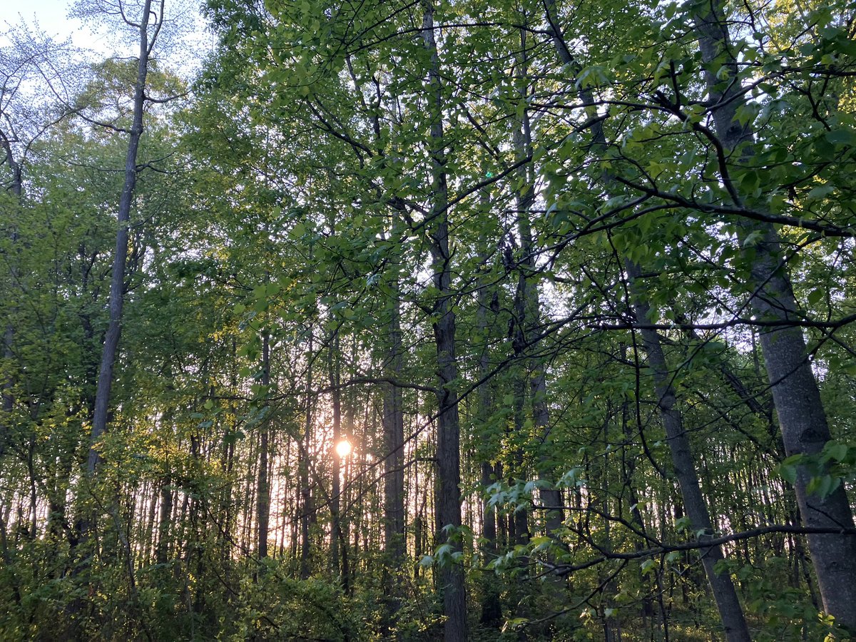wmtconquerors's tweet photo. 🌳 Nature reminds us that restoration often begins with stillness.

Healing doesn’t always require doing more. Sometimes it begins by simply being present. 🌿

#NatureInformedTherapy #MentalHealth #Mindfulness #NatureHeals #HealingJourney #SelfCare https://t.co/3xftKoz1uo