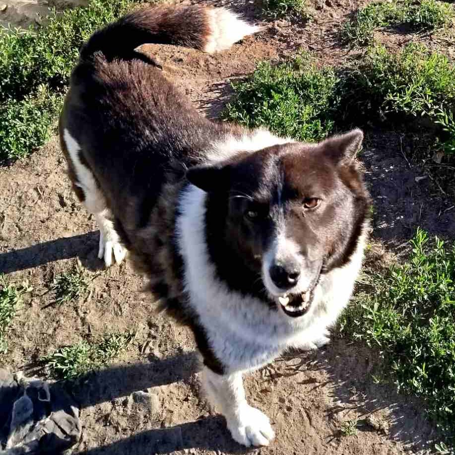 KotShurick's tweet photo. Наши недавние удомовлённые Бой и Рекс вместе с другими хвостами шлют вам искреннюю собачью благодарность❤️за свою сытость и счастливую наконец-то жизнь! Ведь если бы не ваша спасительная помощь-вряд ли бы могли взять на себя ответственность и за их судьбу. Но больше было некому. https://t.co/rS0e6vkjAt