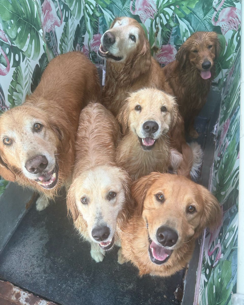 TheGoldenRatio4's tweet photo. GR Dogsitter fun times continue! But he dad will be home tomorrow! https://t.co/cprgByPKLI