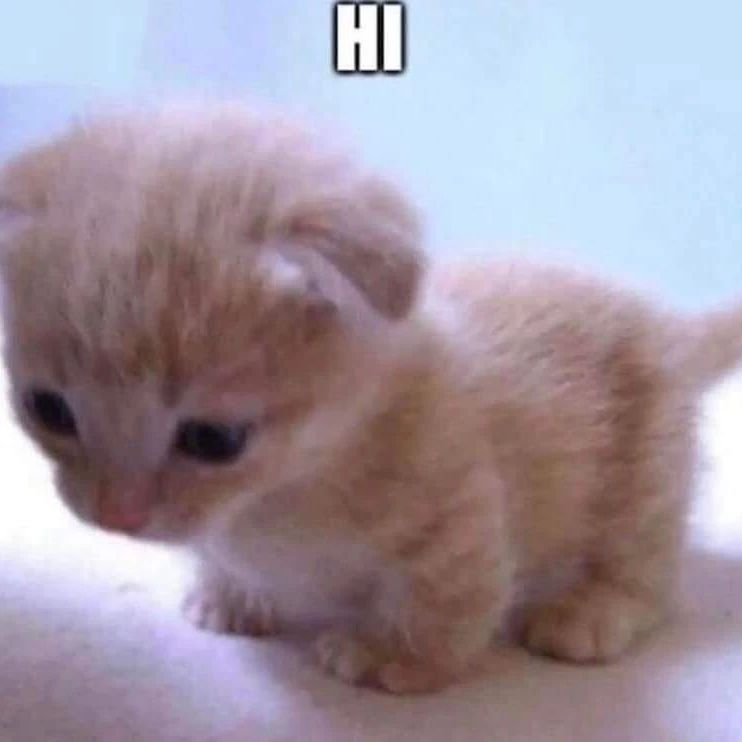 Punch Cat tweet media