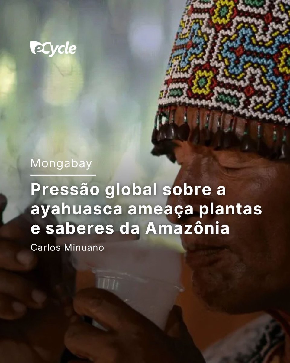 eCycleBr's tweet photo. A cadeia de circulação da bebida conecta a floresta a mercados internacionais por meio de fluxos pouco transparentes e, em muitos casos, situados na fronteira da ilegalidade, em um cenário de lacunas

📲 Saiba mais em: https://t.co/veziCyg3FZ https://t.co/kwWPkSzDJ6