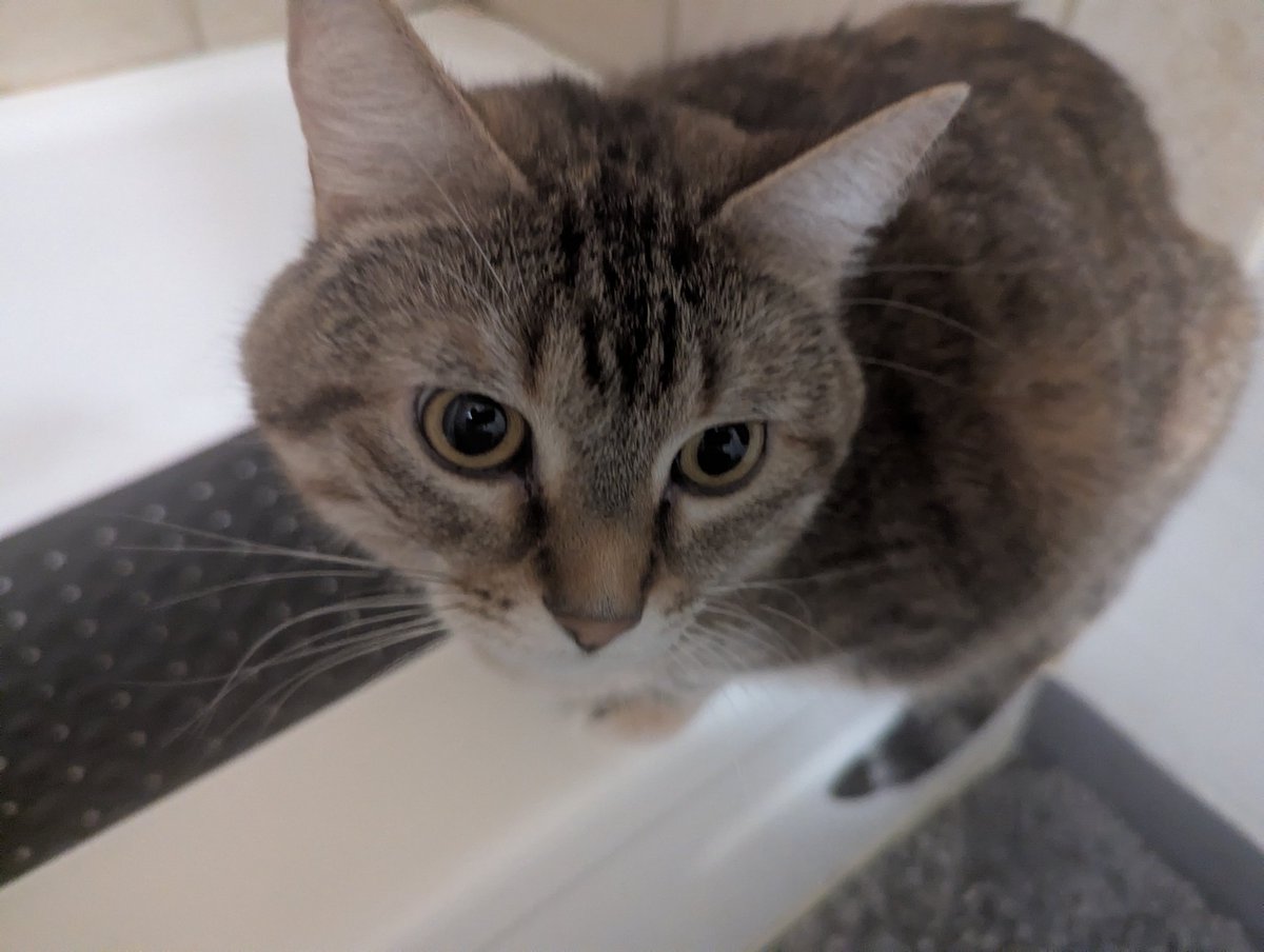 ArcticDox's tweet photo. She says Hi, btw https://t.co/fysIC9emD6