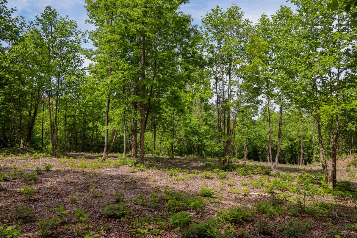 rivergorgeranch's tweet photo. Lot 2373 is a pleasant property located in The Overlook. Just a short drive from a future amenity center, that we have already cleared out the land for! This Tennessee mountain property resides at 2.61 acres, a great amount of room to build your dream home and accessory buildings, while easy to maintain!
Curious about our other interior homesites? Use the link below to get our sales map and talk to a Land Specialist! Hope to see you soon!
https://t.co/lT3mDULou3