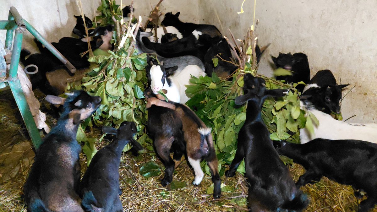 FAOLiberia's tweet photo. #FAO through the Swedish-funded #CBFM project is delivering healthy, verified small ruminants to vulnerable households in Lofa &amp; Grand Gedeh, boosting income, resilience, and sustainable futures.
#4Betters #Livelihoods #Conservation #CBFM https://t.co/vcopKTuJEg