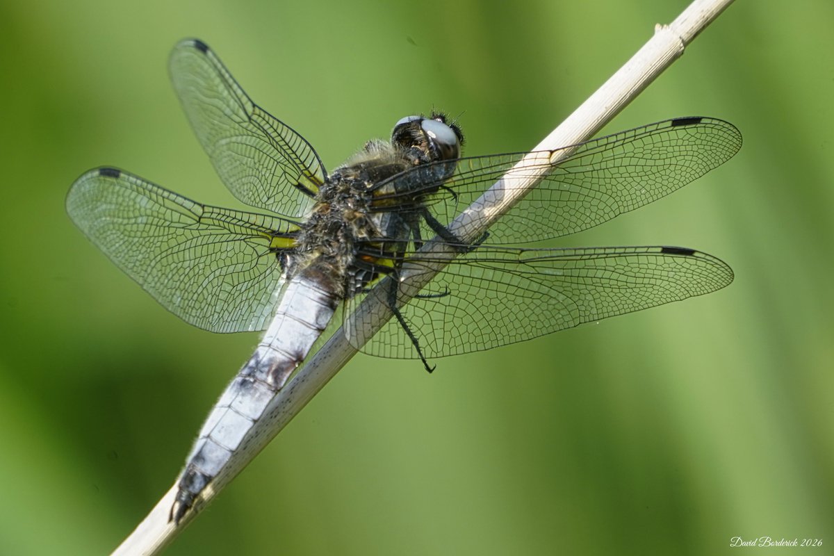 daveborderick's tweet photo. Male and female Scarce Chaser at SWT Carlton Marshes this morning. @SWTBroadsWarden @SWTCarltonMarsh @coastalwarden @suffolkwildlife @LowestoftLizard @BDSdragonflies https://t.co/7yGLwDAqFC