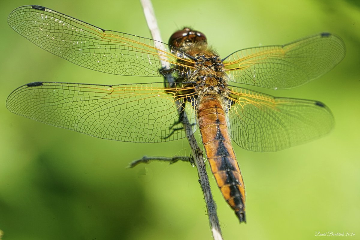 daveborderick's tweet photo. Male and female Scarce Chaser at SWT Carlton Marshes this morning. @SWTBroadsWarden @SWTCarltonMarsh @coastalwarden @suffolkwildlife @LowestoftLizard @BDSdragonflies https://t.co/7yGLwDAqFC