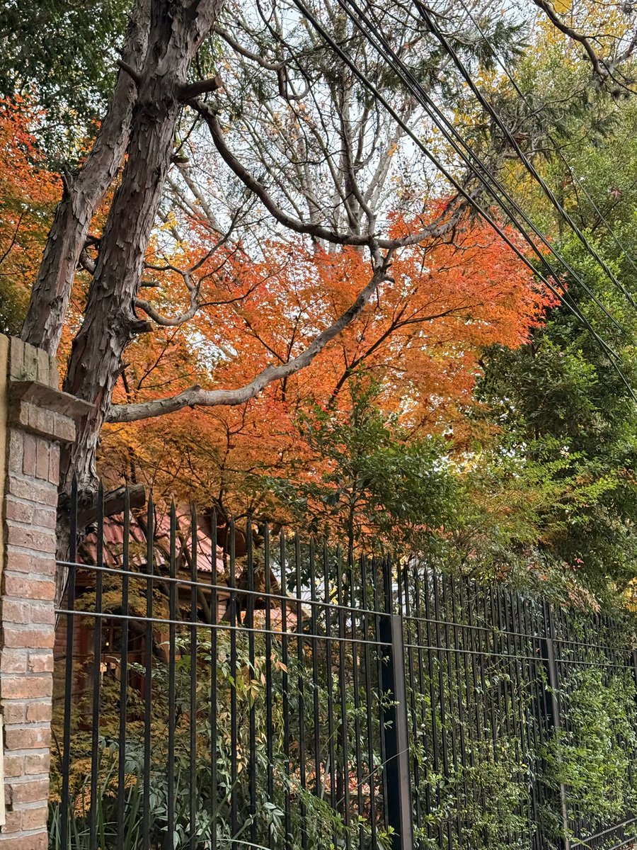 juanxj56's tweet photo. #Otoño a pleno en el vecindario #turdera #adrogue 🍁🍁😎 https://t.co/wRoHwiQ9Gj