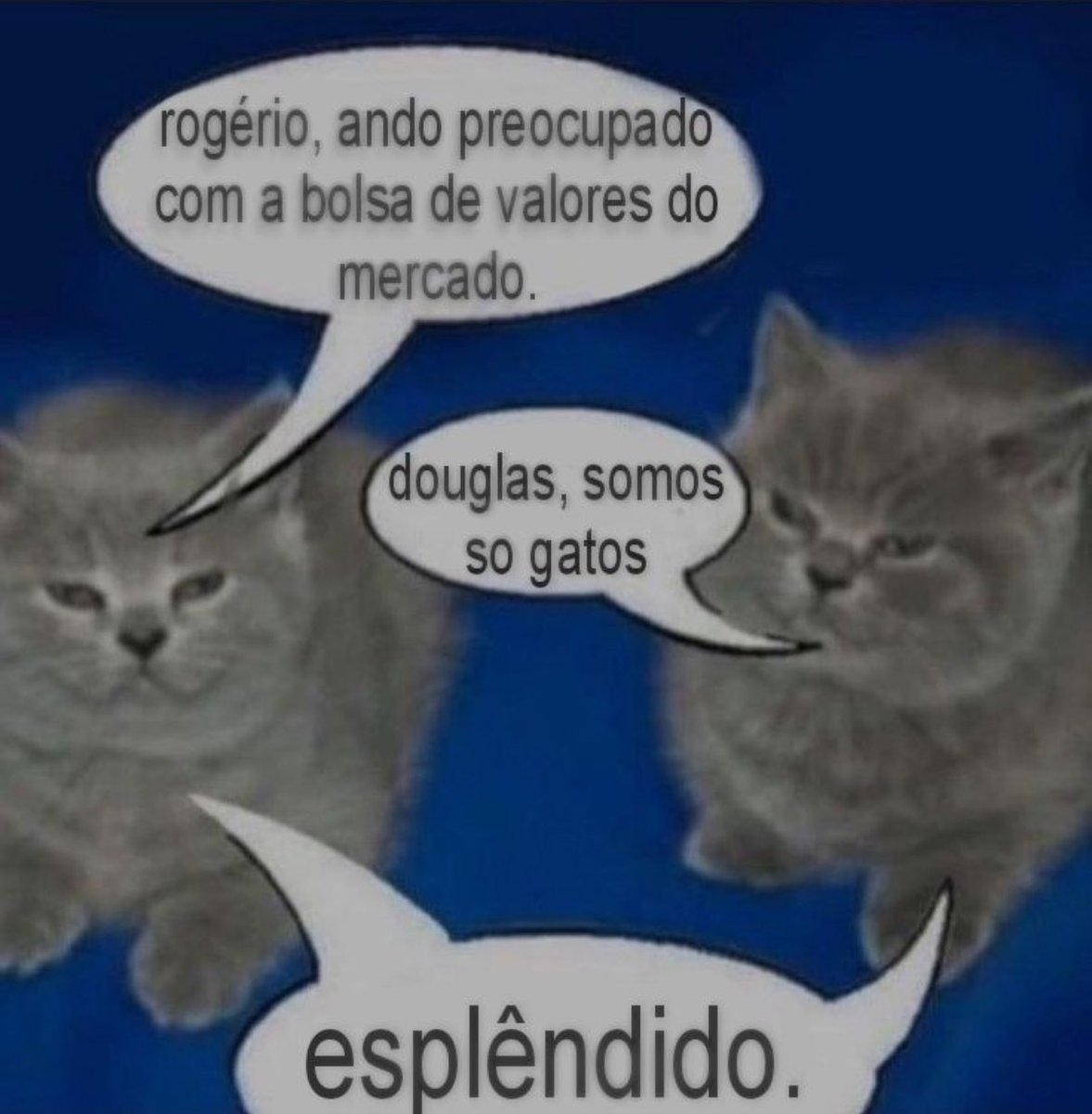 gatos fazendo gatices tweet media