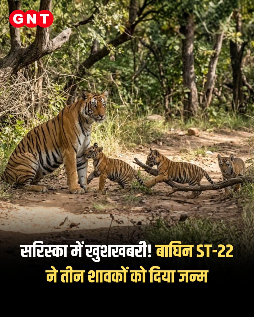 GoodNewsToday's tweet photo. राजस्थान के सरिस्का टाइगर रिजर्व से खुशखबरी सामने आई है। बाघिन ST-22 ने एक या दो नहीं बल्कि तीन शावकों को जन्म दिया है, जिससे सरिस्का में बाघों की संख्या बढ़कर 55 हो गई है। वन्यजीव प्रेमियों और वन विभाग के लिए इसे बड़ी सफलता माना जा रहा है।
#SariskaTigerReserve #TigerCubs #ST22 #WildlifeNews #TigerReserve #Rajasthan #GoodNews #Nature #WildlifeConservation #TrendingNews #TigerPopulation
