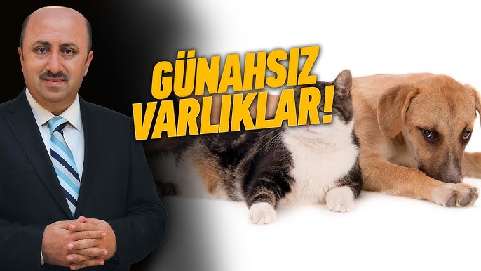 Money_Tinker's tweet photo. Yeni bir din doğuyor. Kediler itler Mihraba yatacaklar hoşt diyemeyeceksiniz. Sözde din adamlar peygamber efendimiz mihraba yatan iti kediyi kaldırmamıştı öyle namaz kılmıştı diye ağlaya ağlaya vaaz verdilermi tamam müslümanları itlere secde ettirecekler. #TekÇözümİtlaf https://t.co/wn8Eq5FNzV