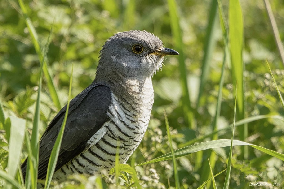 daveborderick's tweet photo. Cuckoo with another calling close by at SWT Carlton Marshes, Lowestoft this morning @SWTCarltonMarsh @SWTWaveney @suffolkwildlife @coastalwarden @LowestoftLizard @SWT_NE_Reserves @SuffolkBirdGrp @BTO_Suffolk https://t.co/MhnL6yeKnx