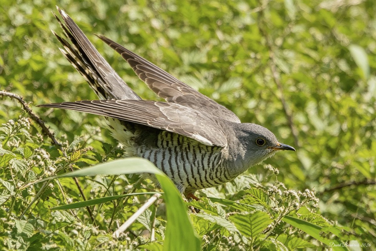 daveborderick's tweet photo. Cuckoo with another calling close by at SWT Carlton Marshes, Lowestoft this morning @SWTCarltonMarsh @SWTWaveney @suffolkwildlife @coastalwarden @LowestoftLizard @SWT_NE_Reserves @SuffolkBirdGrp @BTO_Suffolk https://t.co/MhnL6yeKnx