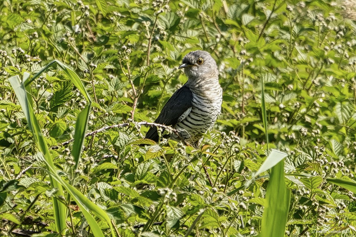 daveborderick's tweet photo. Cuckoo with another calling close by at SWT Carlton Marshes, Lowestoft this morning @SWTCarltonMarsh @SWTWaveney @suffolkwildlife @coastalwarden @LowestoftLizard @SWT_NE_Reserves @SuffolkBirdGrp @BTO_Suffolk https://t.co/MhnL6yeKnx