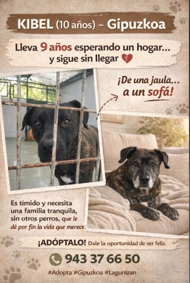 MarioliRm's tweet photo. Gipuzkoa
Kibel lleva ya 9 años en la jaula,que tristeza💔 y que nadie se haya fijado en el 😥
Merece ya un hogar,dale una oportunidad por favor
Es timido y necesita una familia o persona tranquila,te animas?🙏🏿🙏🏻🙏contacta👇🏼 https://t.co/qr9AxzdxbT