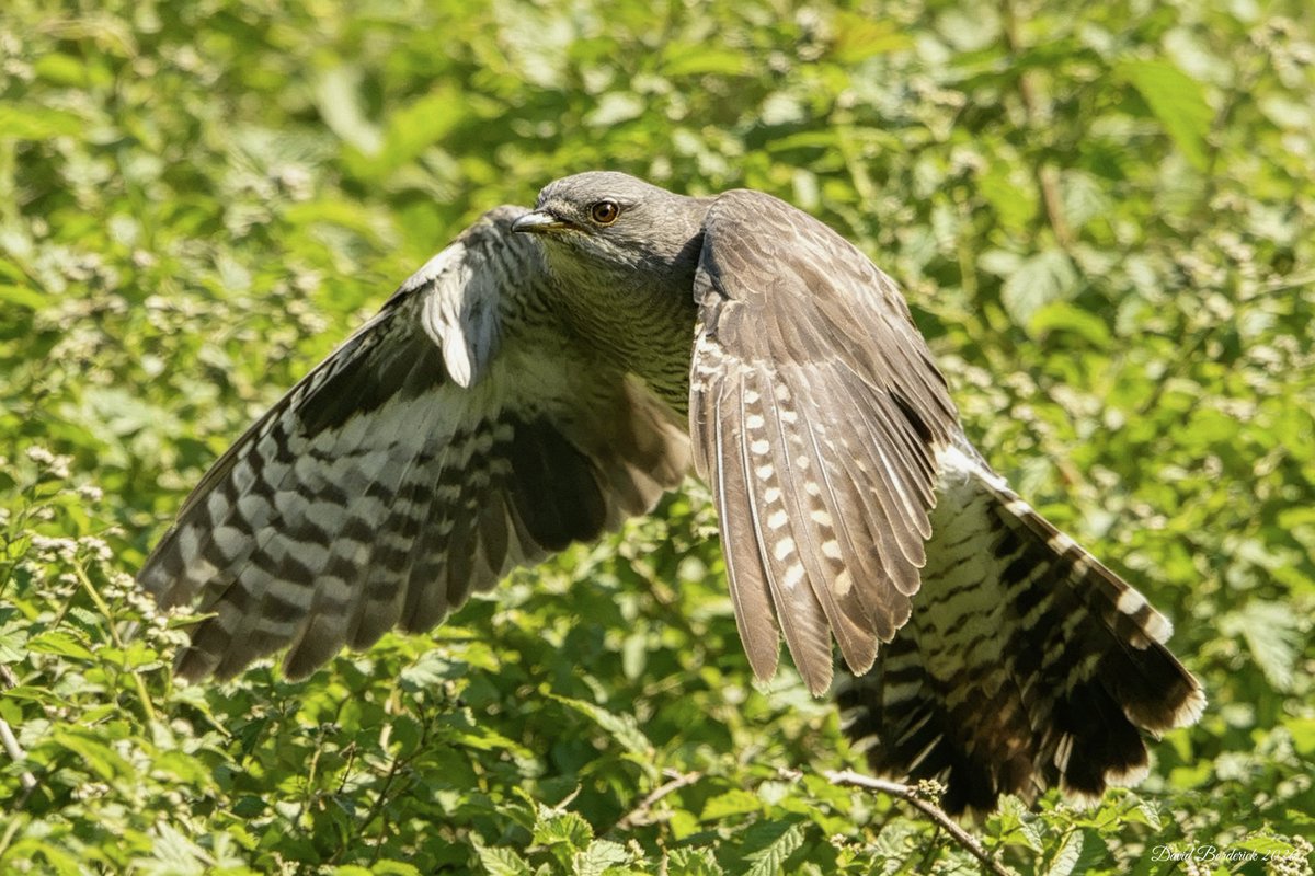 daveborderick's tweet photo. Cuckoo at SWT Carlton Marshes, Lowestoft this morning @SWTCarltonMarsh @SWTWaveney @suffolkwildlife @coastalwarden @LowestoftLizard @SWT_NE_Reserves @SuffolkBirdGrp @BTO_Suffolk https://t.co/N5aiZSkml1