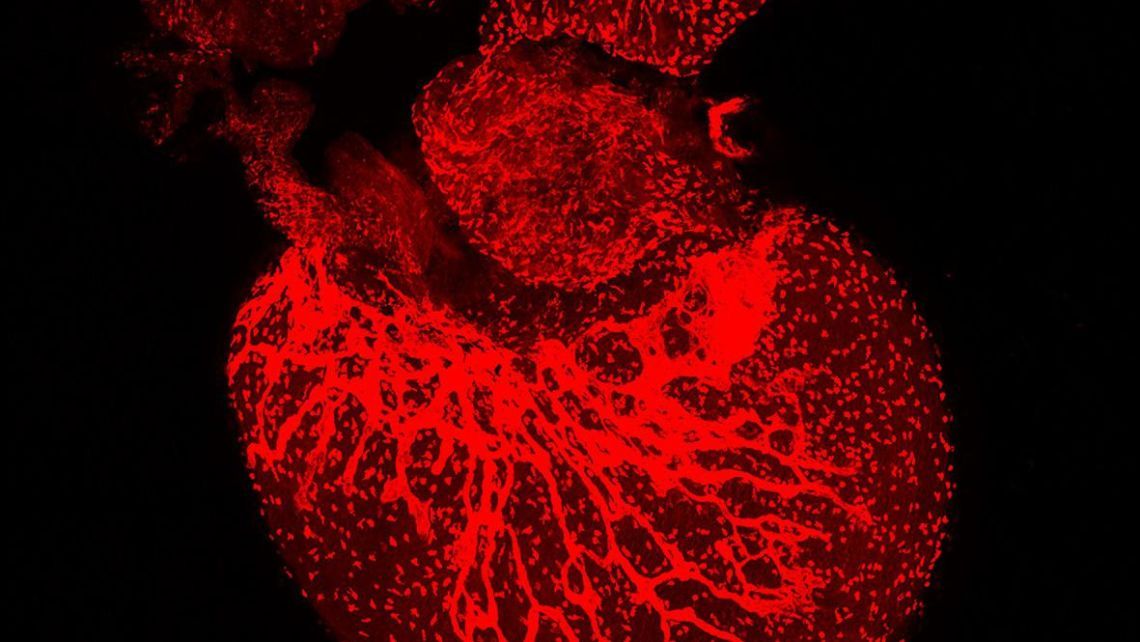 DMM_Journal's tweet photo. Congratulations to DMM Editorial Advisory Board member Paul Riley (https://t.co/7fwCxgD2B2) on being elected to the Fellowship of the Royal Society. https://t.co/MJGxxsn6QT