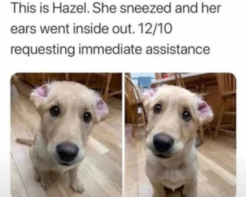 WholesomeMeme's tweet photo. https://t.co/Co9opru1mm