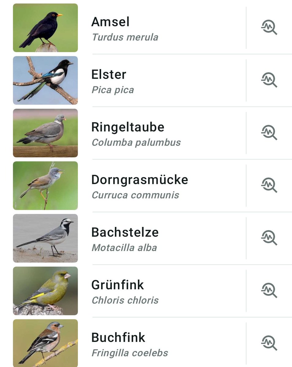 Nanukchen's tweet photo. Lots of birds here in the last days. #MerlinApp #cavpack #Merliners https://t.co/zfHng0eOkG