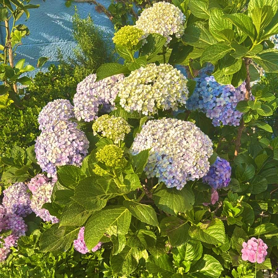 CometaHosh's tweet photo. 6:03 am 
No era mi malecón campechano, pero esta belleza es digna de admirarse y disfrutar. 
Desde el hogar una imagen de mis Hortensias…la lluvia está haciendo su trabajo mientras no estoy 😍 
Buenos días a todos. 
#Ejercitando #NuevosCaminos #Bajío #México https://t.co/y4N42Pzp6B