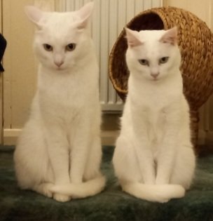Moomooland12's tweet photo. @Avabelly__ We have two Turkish Angora's, Tilly and Caesar https://t.co/UNcsgf1bOi