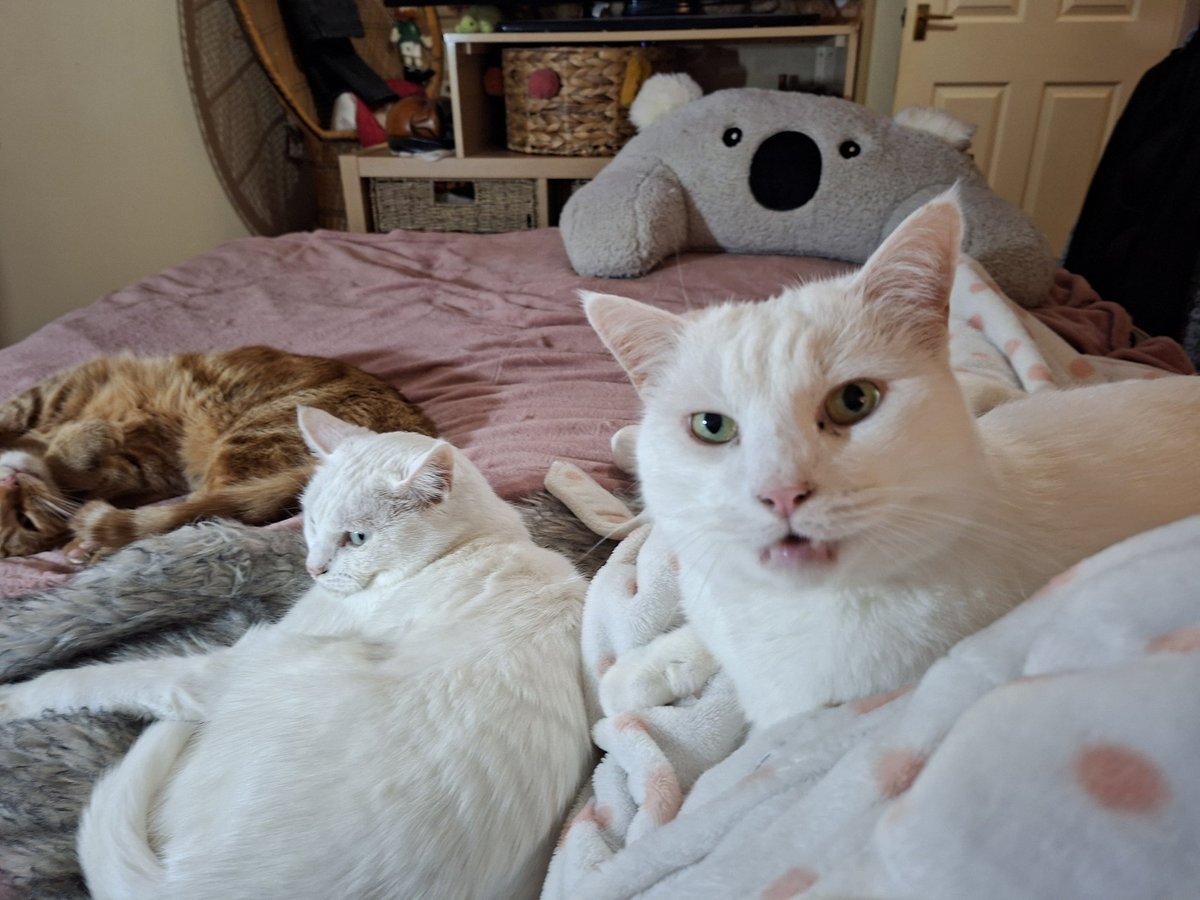 Moomooland12's tweet photo. @Avabelly__ We have two Turkish Angora's, Tilly and Caesar https://t.co/UNcsgf1bOi