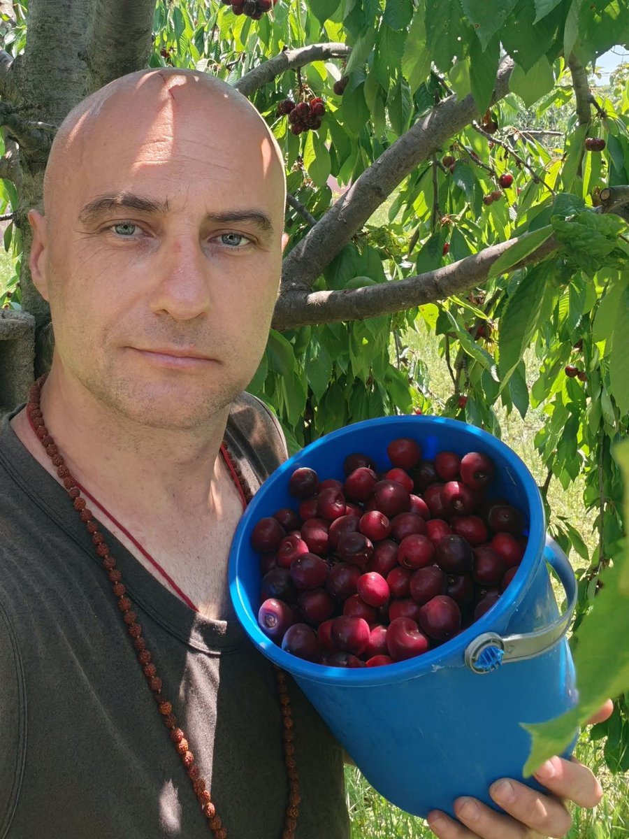 RCirlea's tweet photo. Blessings of Amida Buddha in the form of cherries at Amidaji temple. The cherries from the middle of the tree to the top are offerings to the birds in the Name of Amida Buddha and those bellow are for myself and guests.
May all beings create indestructible connections with Amida Buddha, say His Name in faith and be born in His Pure Land.
Namo Amida Bu 🙏

#buddhism #jodoshinshu #shinbuddhism #pureland #amitabha #amituofo #nembutsu #amidaji #amidajitemple #nienfo #shinranshonin #honenshonin #rennyoshoninn