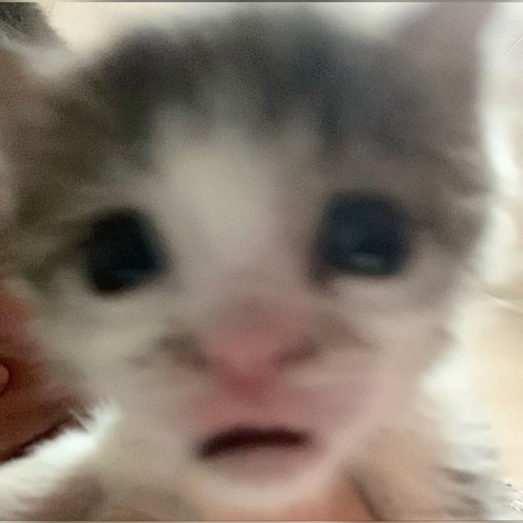 ServerExploit's tweet photo. Looking for gaming moots! (*^▽^*)
24 he/him
val, ow, mc, dbd, roblox, genshin, phasmo
EUW, Belgium 🇧🇪
 
I love sleeping, music, and cats

⟳/♡︎︎ to be mutuals :3 (。U ω U。)

#moothunting,#valtwt,#moothunt https://t.co/5riQCt8tDG